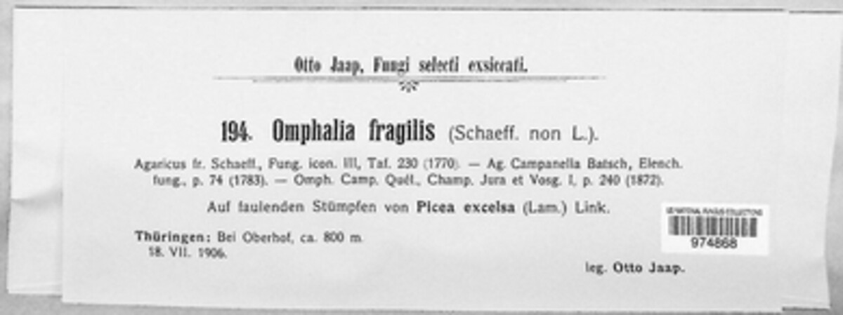 Xeromphalina campanella image